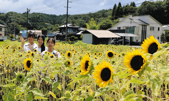 見頃を迎えたヒマワリ畑=瑞浪市明世町月吉で