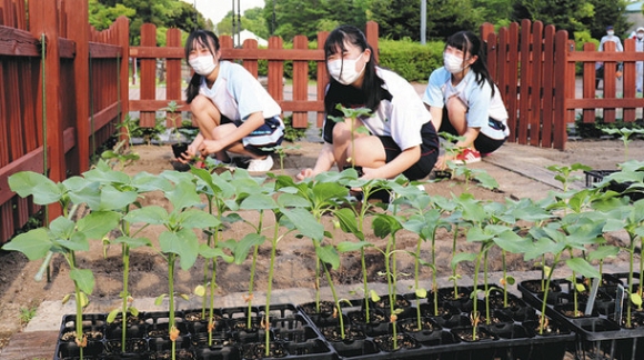 ヒマワリの苗を花壇に植える生徒ら＝安城市赤松町のデンパークで