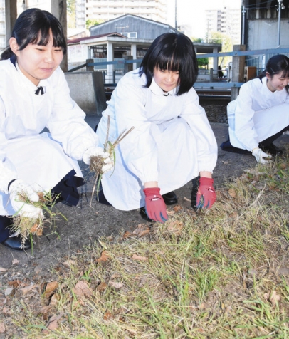 名鉄男川駅の近くを掃除する光ケ丘女子高の生徒たち＝岡崎市大西町の名鉄男川駅で