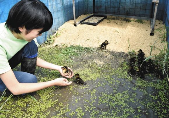 アイガモのひなを水田の小屋に放した生徒＝伊賀市別府で