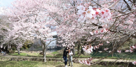 まつり会場に咲き誇る桜＝豊田市の平戸橋いこいの広場で