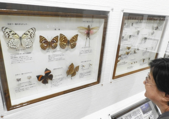 珍しいチョウなどの昆虫標本が並ぶ展示＝名古屋市中区の中部大名古屋キャンパスで