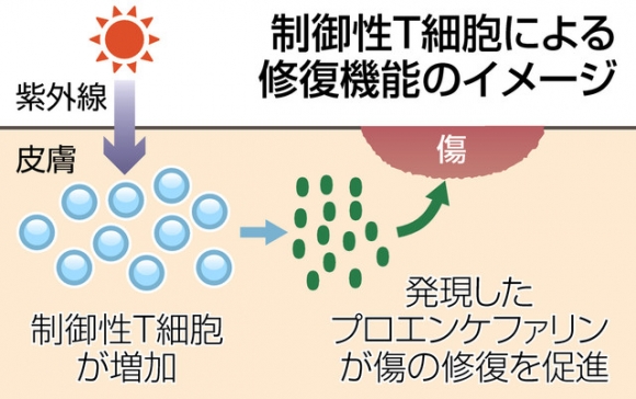 制御性T細胞による修復機能のイメージ