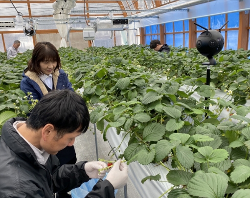 イチゴの摘果作業を行う金沢工業大の職員ら。右側の黒い球体が３６０度撮影できるカメラ＝石川県白山市の金沢工業大白山麓キャンパスで