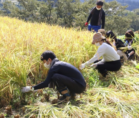 汗をかきながら稲を刈り取る学生たち＝白山市河原山町で