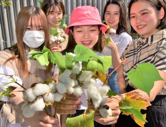 綿を収穫して笑顔を見せる学生ら＝千種区星が丘元町で