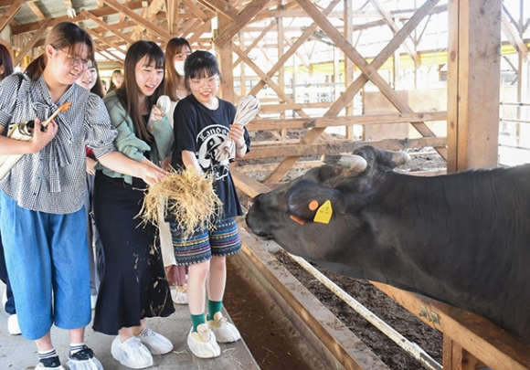 牛へのエサやりを体験する学生ら＝半田市の小栗牧場で