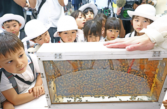 ガラスケースに入ったミツバチを観察する園児たち＝栄の名古屋三越栄店で