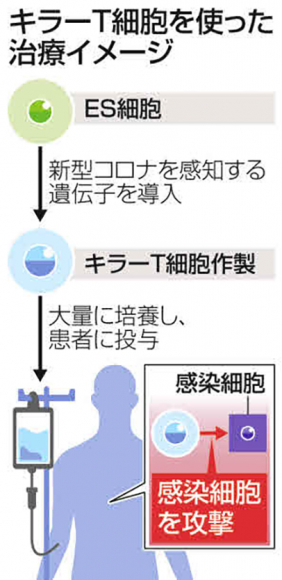 キラーT細胞を使った治療イメージ