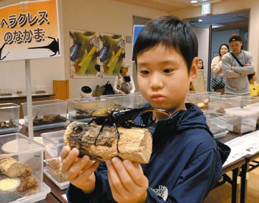 カブトムシを間近で観察する子ども=白山市の県ふれあい昆虫館で