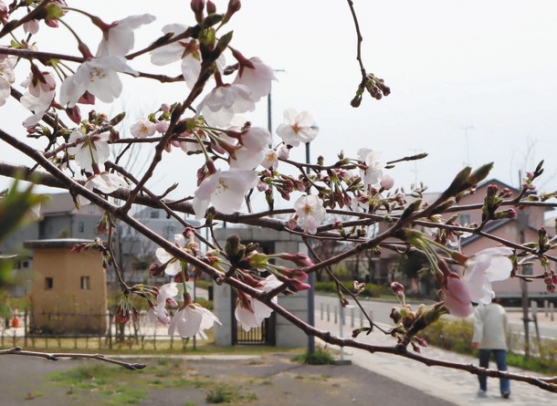 開花した桜。今も残る旧航空基地の番兵塔（左下）、正門（中央）＝鈴鹿市南玉垣町で